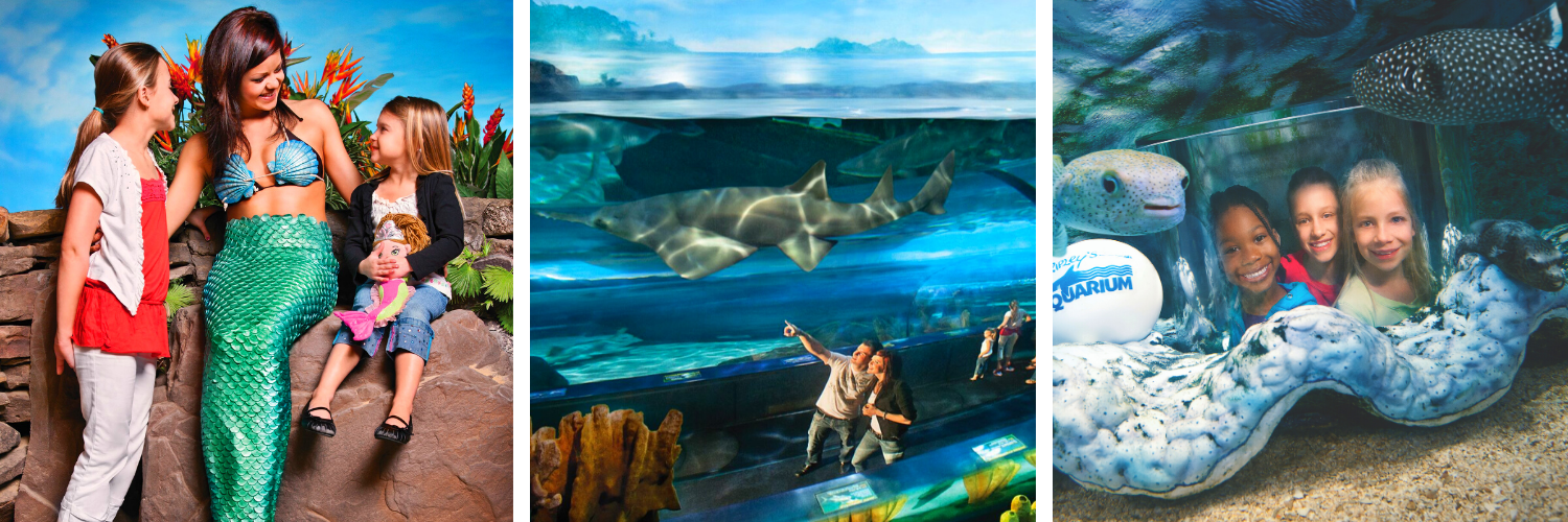 Ripleys Aquarium collage featuring mermaids and fish tanks