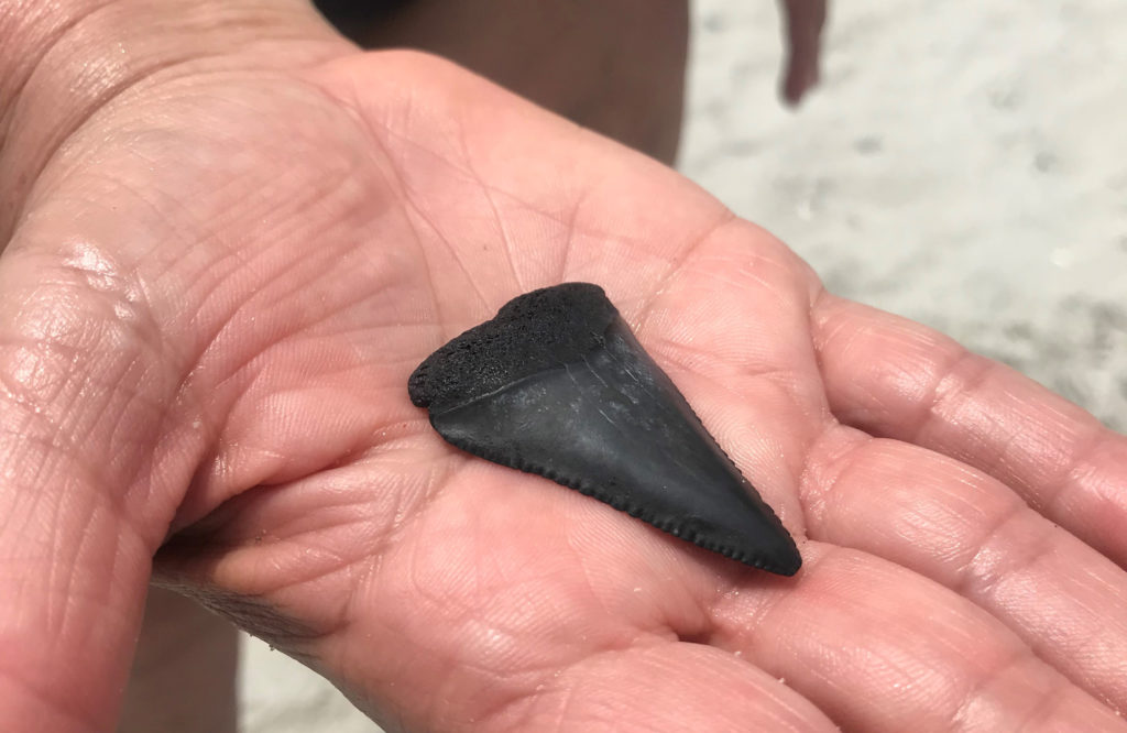 Shark Tooth