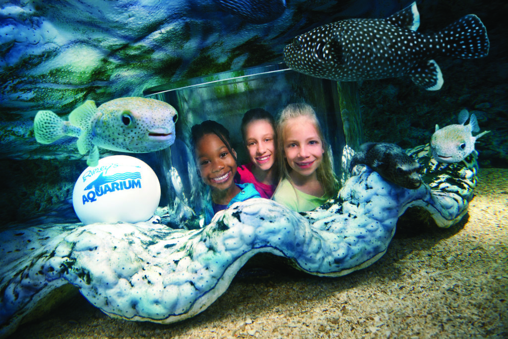 Peekaboo at Ripleys Aquarium