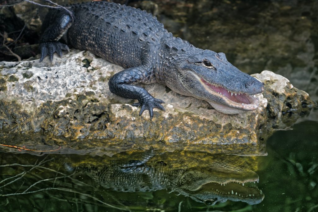 Alligator on Rock