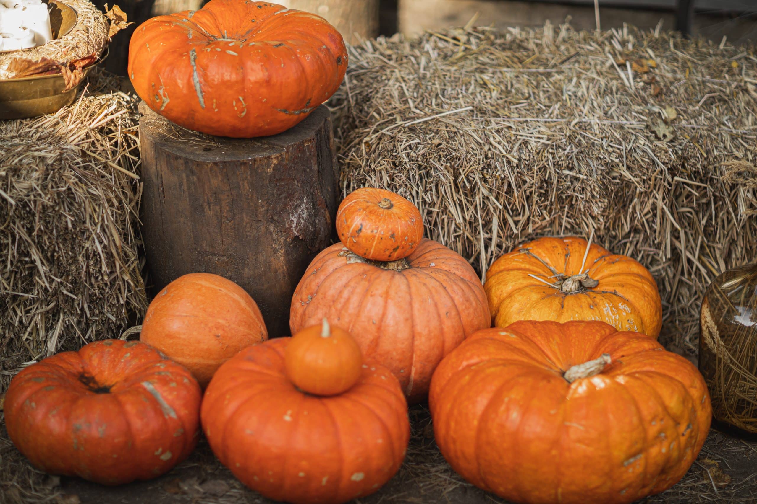 Zalmwilliston Pumpkin Patch 44 - s4014yw