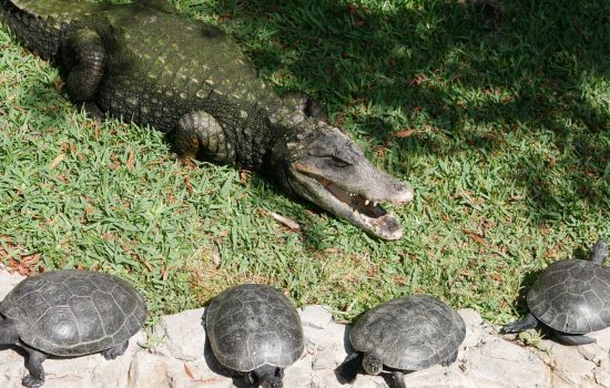 Alligator, Turtles, Alligator Adventure,