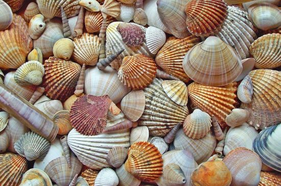 Pile of seashells on the beach
